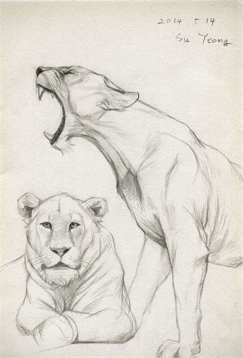 Draw 2014.05.14 by Kimsuyeong81 on deviantART | Animal drawings, Lion drawing, Animal drawings ...