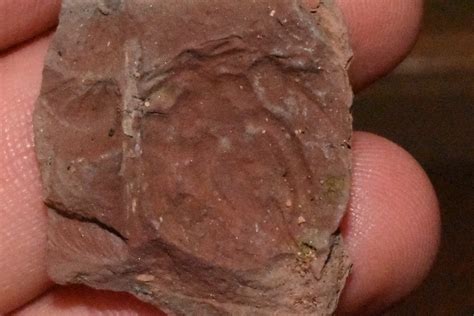 Carboniferous arachnid? - Fossil ID - The Fossil Forum