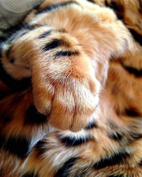 Bengal Paw | bestcatteryinfo