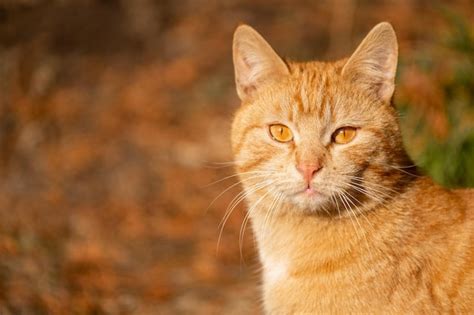 Premium Photo | Portrait of a funny beautiful ginger fluffy cat with orange eyes outdoors on ...