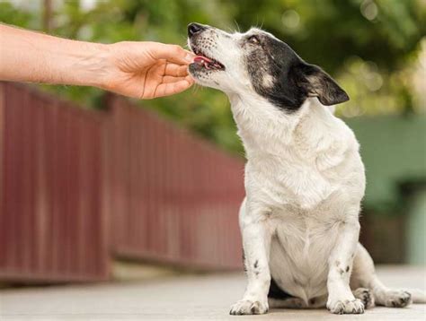 What You Can Do to Protect Your Dog From Worms | Round Lake Animal Hospital