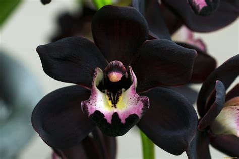 Black Orchid | Black orchid, Orchids, Orchid flower