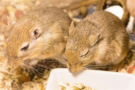 Gerbil Sleeping Positions - Midnight Pets