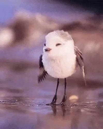 Bird Baby Bird GIF - Bird BabyBird Cute - Discover & Share GIFs