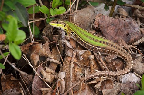 Italian Wall Lizard - Stock Image - C042/4315 - Science Photo Library