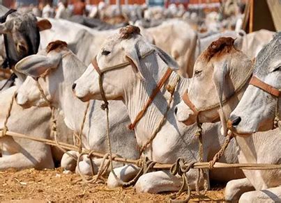 Nagaur Fair | A Guide to 2nd Largest Cattle Fair in Rajasthan | 2020 | RJ Tourism