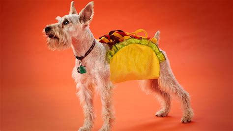 Serged Taco Dog Costume