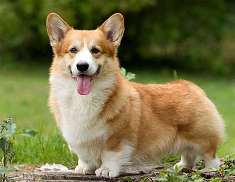 Homepage | Corgi dog breed, Corgi, Welsh corgi puppies