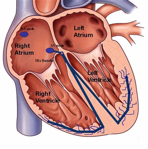 medical: Biomedical [Basics] What is cardiac output?