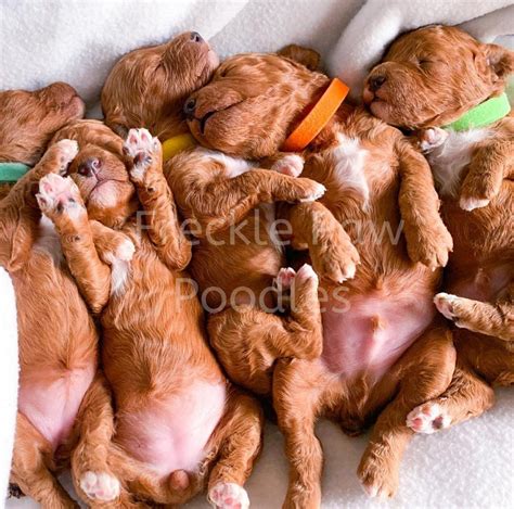 AVAILABLE PUPPIES | Freckle Paw Family