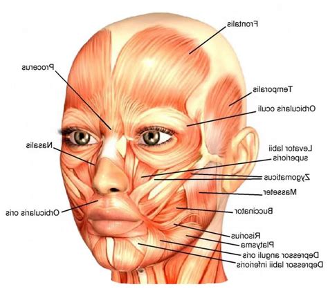 anatomybodygallery.com | Face muscles anatomy, Face anatomy, Human ...