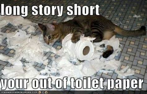 Toilet paper kitty | Funny cats, Funny cats and dogs, Cat playing