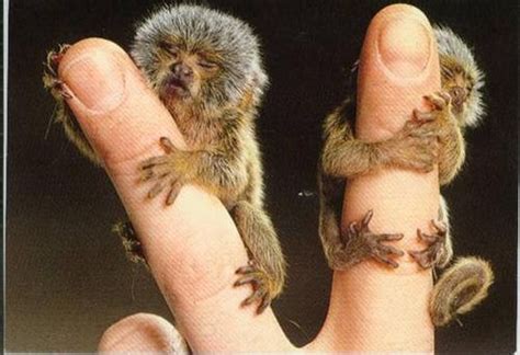 baby spider monkey images - Google Search | Finger monkey, Tiny monkey ...