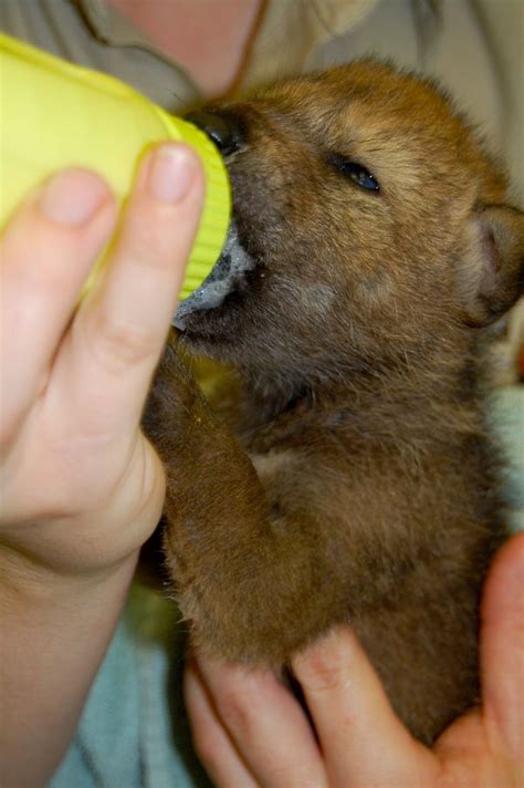 Red Wolf Pups Saved from Deadly Virus at Jackson Zoo - ZooBorns