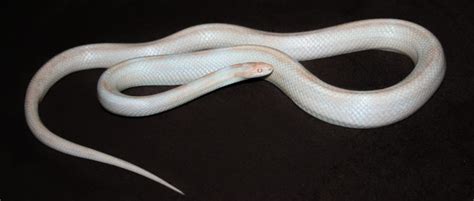 Albino Snakes [In-depth Brief] Possibly A Unique Snake Pet | PetShoper