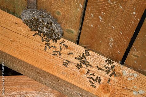 Vespula vulgaris. Wasp nest in the attic of the house. Stock Photo | Adobe Stock