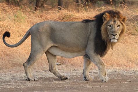 Asiatic Lion Vs African Lion