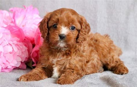 Miniature Cavapoo Puppies For Sale Near Me