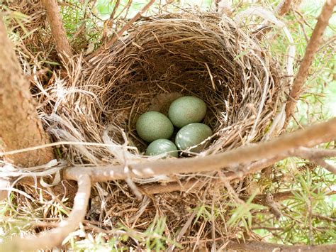 Blackbird Nesting: A Complete Guide | Birdfact