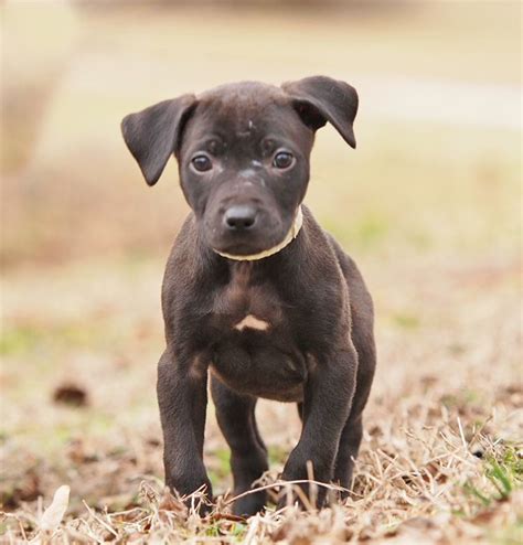 Sasha, Photographed at the West Plains Regional Animal Shelter | Animal shelter, Beloved dog ...