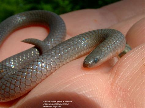 Eastern worm snake - Alchetron, The Free Social Encyclopedia