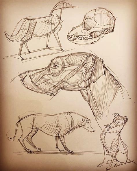 Another page of animal anatomy studies. From Michael D. Matessi's book ...