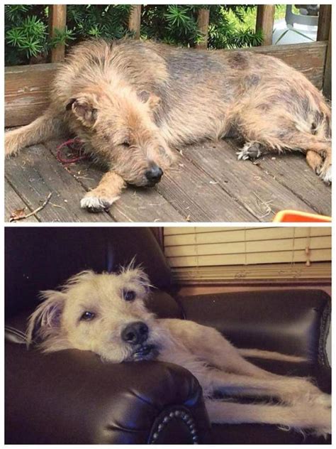 Rescued Animals Before and After (33 pics)