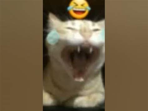 loud funny cat laughing meme - YouTube