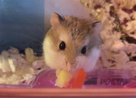 Hamster Cages | PetMD