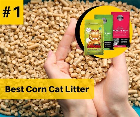 7 Best Corn Cat Litters with Unbiased Reviews in 2021 | Cat litter, Best cat litter, Cat care tips