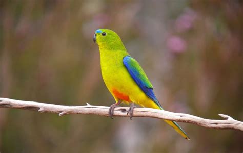 Endangered orange-bellied parrots released into wild - Australian ...