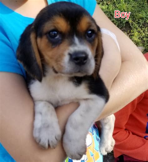 77+ Purebred Beagle Puppies For Adoption - l2sanpiero