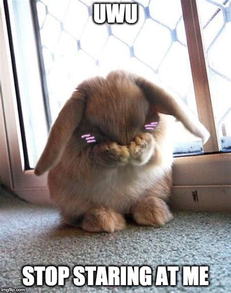 embarrassed bunny - Imgflip