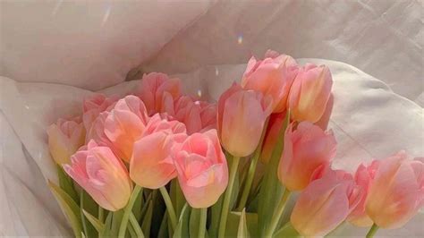 tulips >> | Flower desktop wallpaper, Pink wallpaper desktop, Pink wallpaper laptop