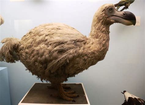 25 Extinct Animals That We Are Sad To See Gone