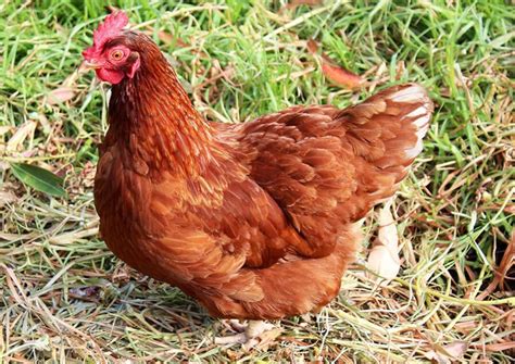 Breeds and care | Duncan's Poultry