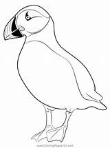 Cute Puffin Bird Picture Coloring Page For Kids  Free Auks Printable sketch template