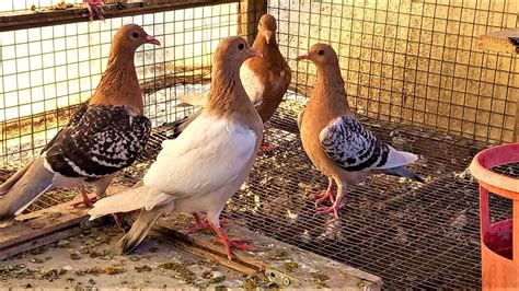 Nuremberg Lark pigeons FARMA PIGEON IN THE BACKYARD - YouTube