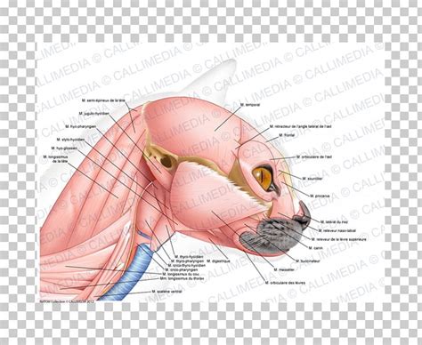 Ear Cat Ischiocavernosus Muscle Anatomy PNG, Clipart, Anatomy, Art ...