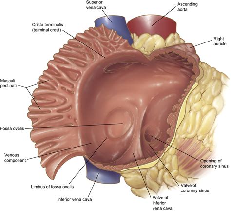 Pectinate Muscles Location