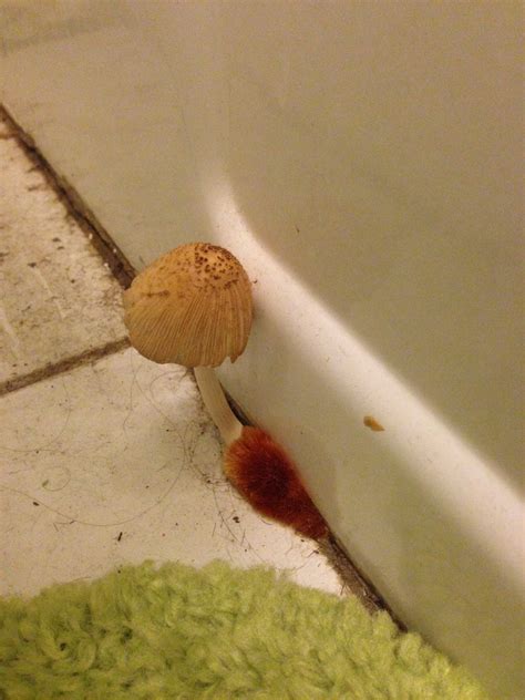 Mushroom Growing Out Of Wall In Bathroom - Bathroom Poster