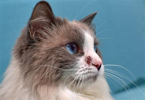 Cat Skin Allergies | Causes, Symptoms, and Treatment Options