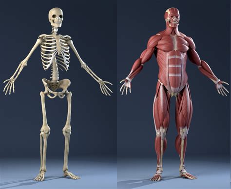 3D Model Realistic Anatomy Skeleton Muscles - 3D Model