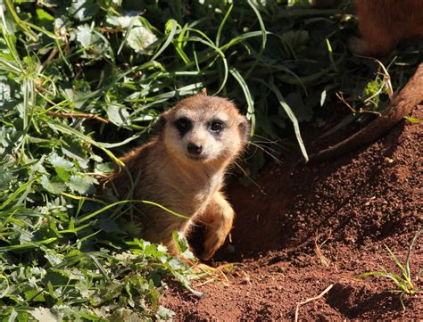 Meerkat emerging from burrow | Meerkat emerging from burrow | Flickr