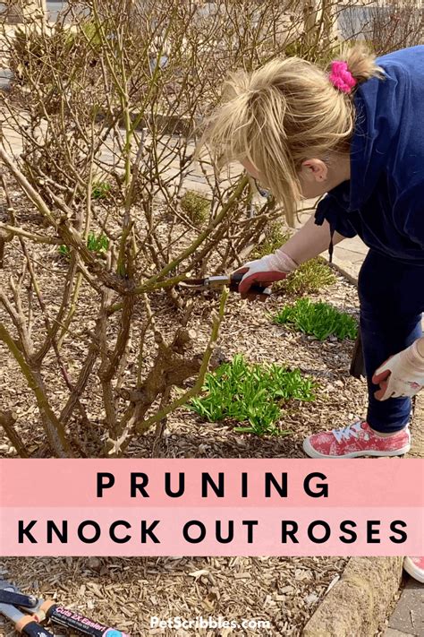 Pruning Knockout Roses: when, what and how - Garden Sanity by Pet Scribbles