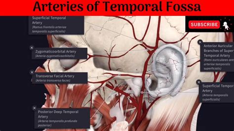 Arteries of Temporal Fossa | Deep Temporal Arteries | Superficial ...