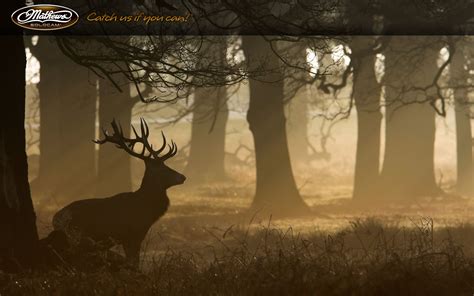 Mathews Archery Desktop Wallpapers - Wallpaper Cave