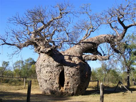 10 Of The Strangest Trees Around The World