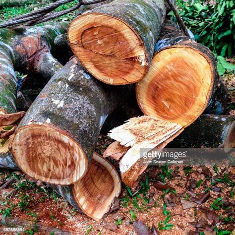 African Mahogany Tree Photos et images de collection - Getty Images