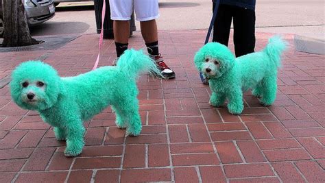 Why Are Some Dogs Born Green